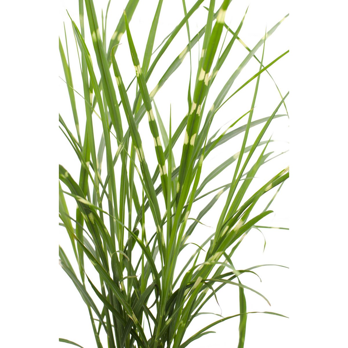 Siergras Miscanthus sinensis 'Strictus' Ø23x60cm