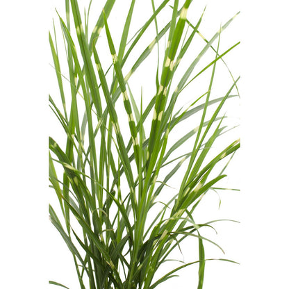 Siergras Miscanthus sinensis 'Strictus' Ø23x60cm