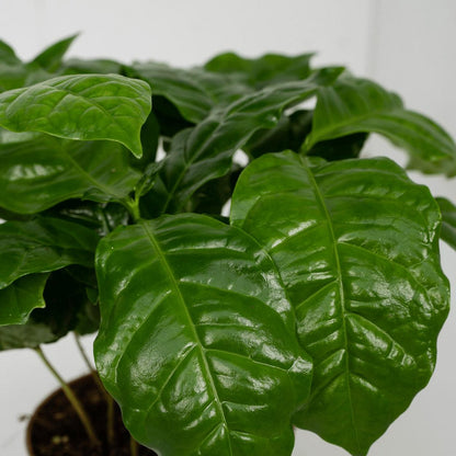 Koffieplant Coffea Arabica 2x 25cm ø12cm