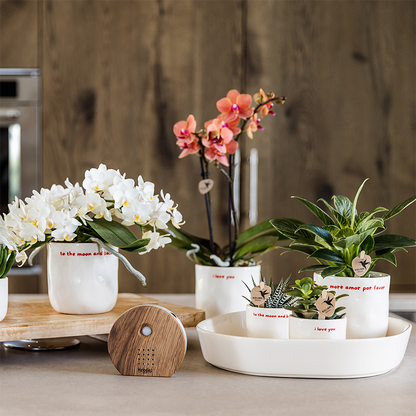 Decorative Pot White with 'To the moon and back' Text (Ø9 cm)