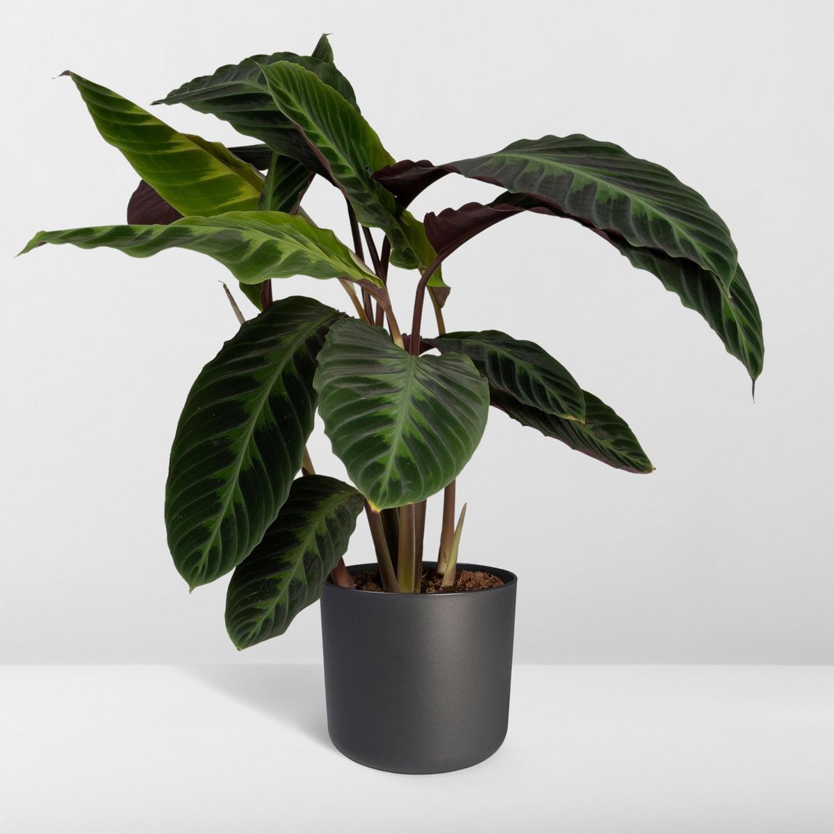 Calathea Warscewiczii pauwenplant Ø19cm 70cm groen