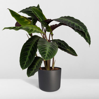 Calathea Warscewiczii pauwenplant Ø19cm 70cm groen