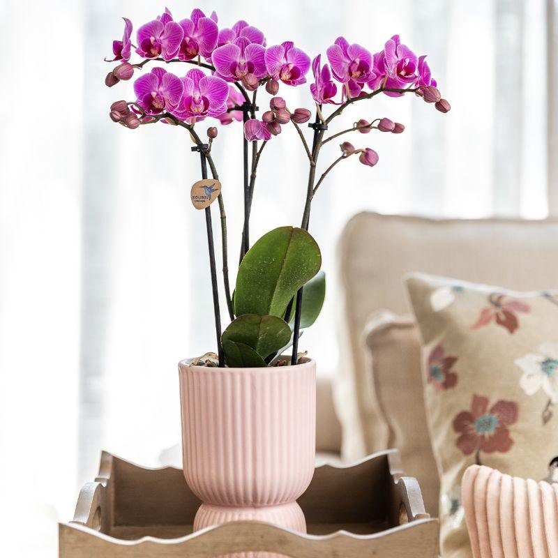 Plantenset met roze Phalaenopsis orchidee en Rhipsalis in sierpotten op dienblad