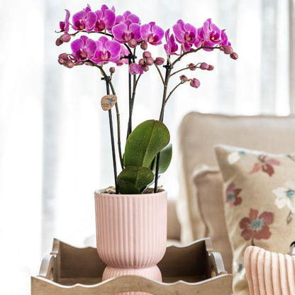 Plantenset met roze Phalaenopsis orchidee en Rhipsalis in sierpotten op dienblad