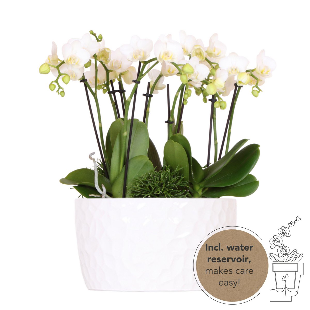 Plantenset met Witte Orchideeën en Rhipsalis in Rieten Mand met Waterreservoir