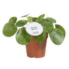 Pilea Mojito potmaat 13cm hoogte 20cm