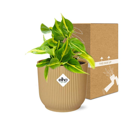 Philodendron klimmen 'Brazilië' in Elho Vibes Fold 14cm Geel