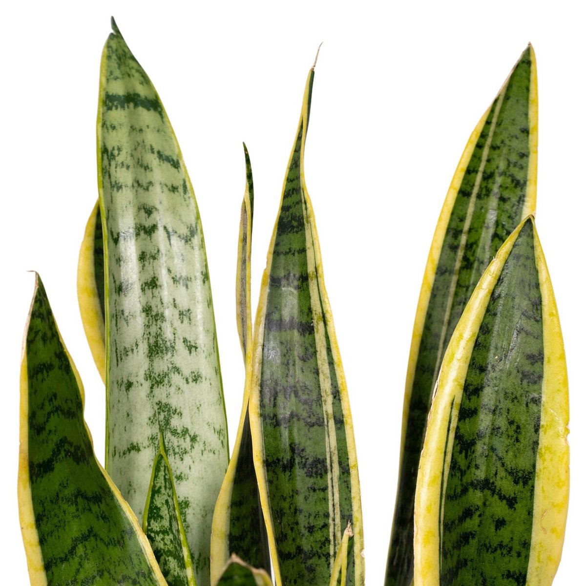 Sansevieria Laurentii Vrouwentong Ø14cm 40cm