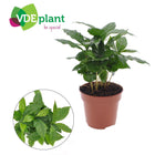 Kamerplant Coffea Arabica Ø12x30 cm