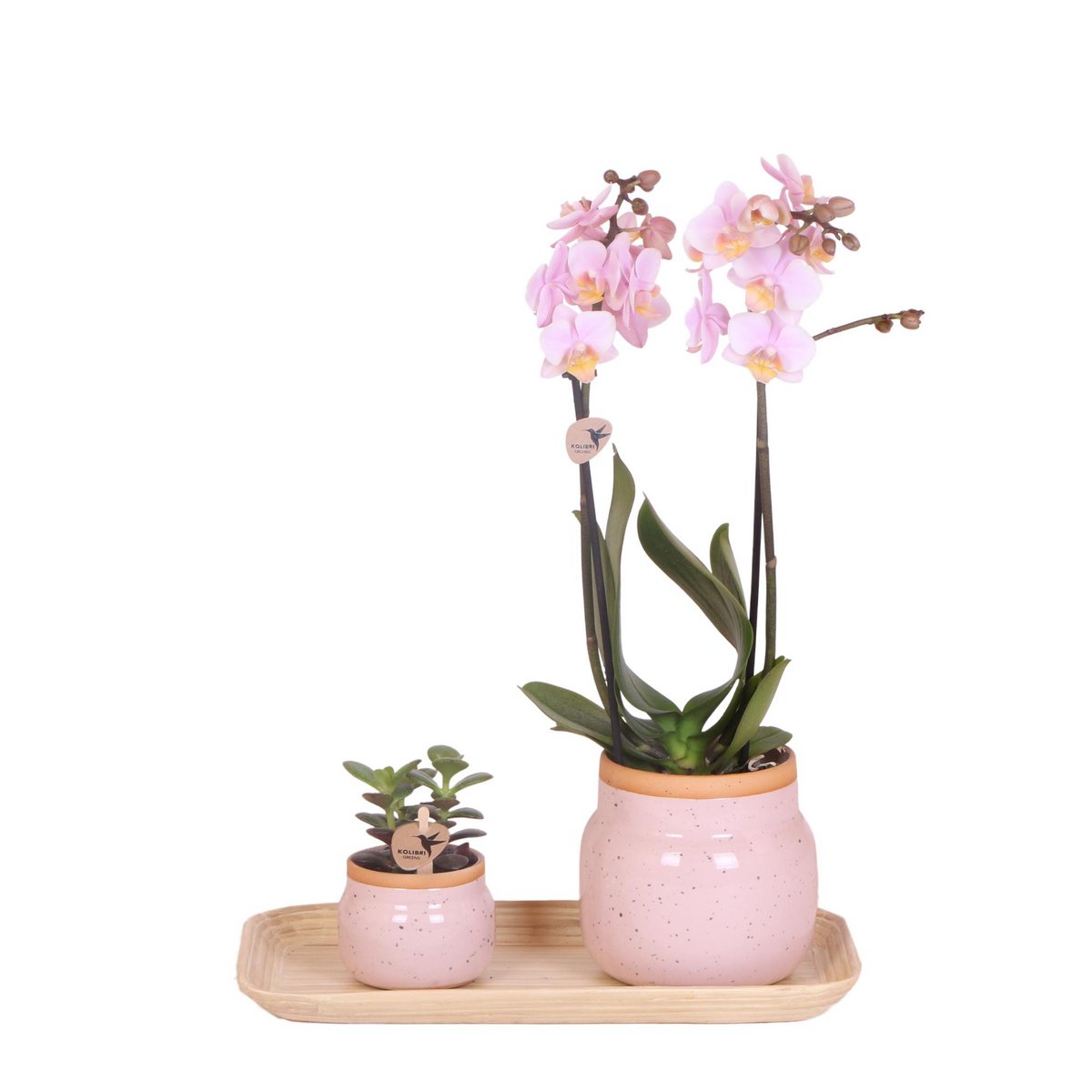 Plantenset met Roze Orchidee, Succulent, Vintage Witte Potten en Bamboe Dienblad