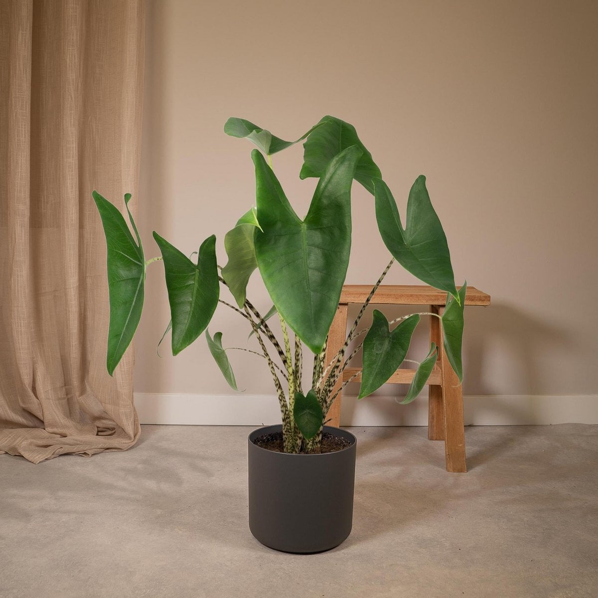 Kamerplant Alocasia Zebrina Ø19cm 75cm