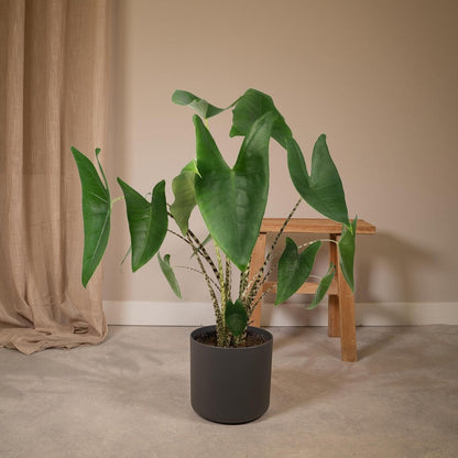 Kamerplant Alocasia Zebrina Ø19cm 75cm