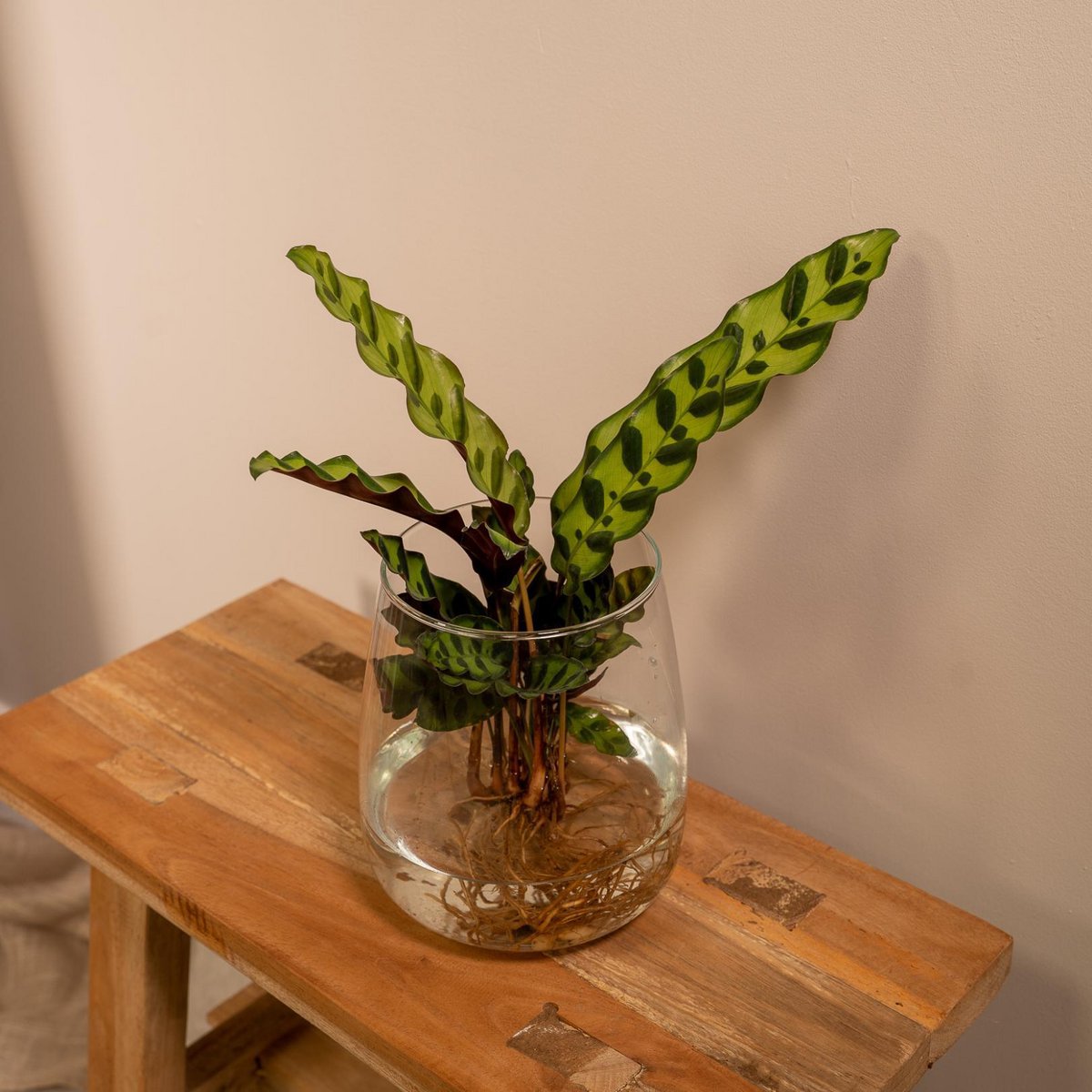 Kamerplant Calathea Insignis ø4cm 30cm glas rood groen