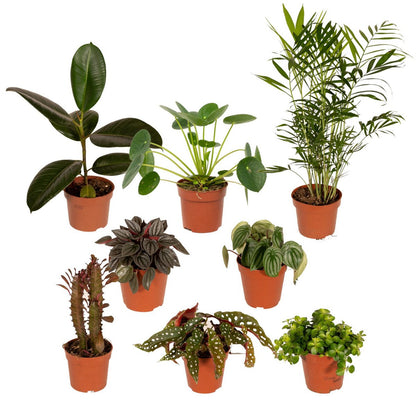Kamerplanten set Ø12 cm 8 stuks