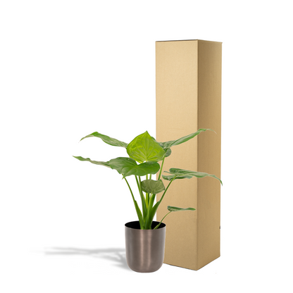 Alocasia Cucullata - Ø19cm - ↕65cm + Pot Mayk Lood