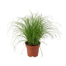 Paraplugras Cyperus alternifolius Ø12 cm 28 cm