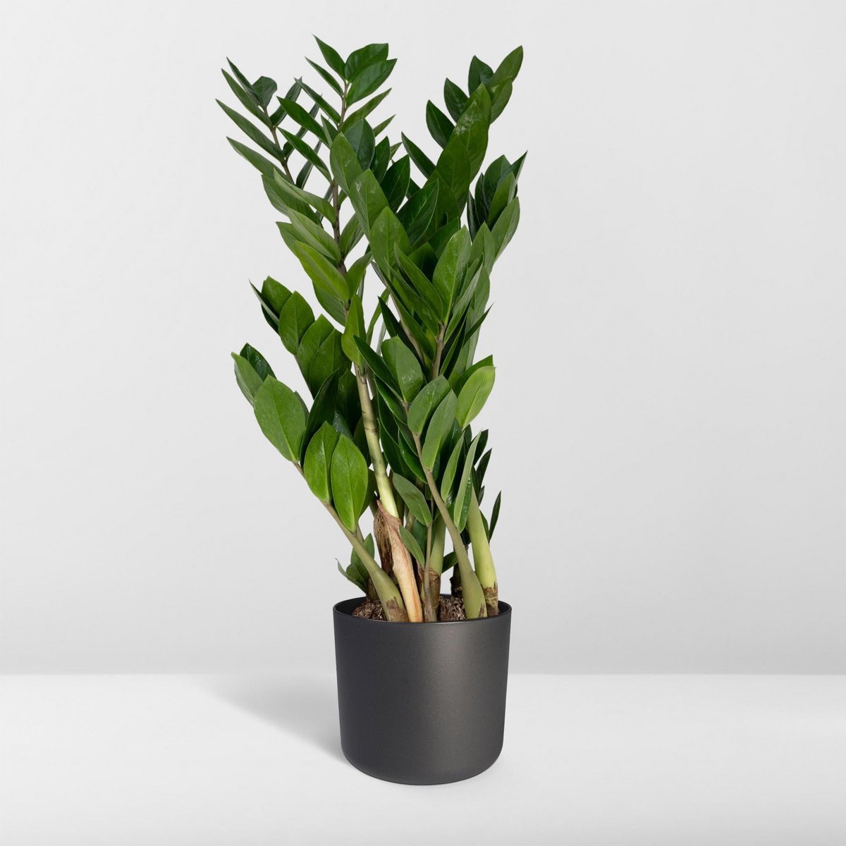 Zamioculcas plant Ø17cm 70cm