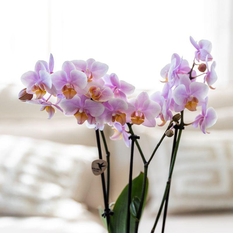 Plantenset met Roze Orchidee en Succulenten in Keramieken Sierpotten