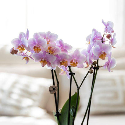 Plantenset met Roze Orchidee en Succulenten in Keramieken Sierpotten