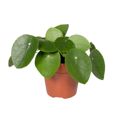 Pilea Peperomioides - Pancake Plant - Ø12cm - ↕20 cm