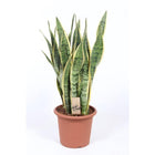 Sansevieria Laurentii kamerplant Ø25cm ↕85cm