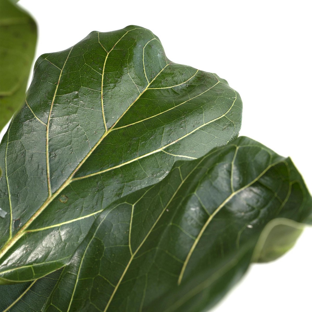 Fiddle-Leaf Fig - Rubber Plant - Ø21cm - ↕100cm