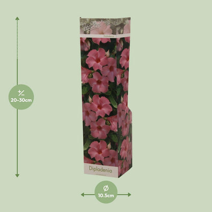 Dipladenia Roze - Ø10,5 cm - ↕30cm