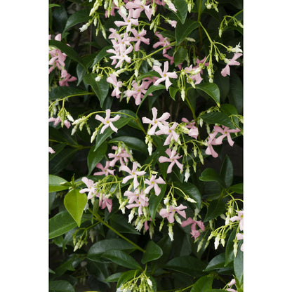 Trachelospermum 'Star of Ibiza' - Pink Star Jasmine - Ø15cm - ↕65cm