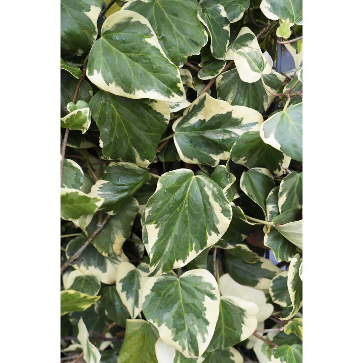 Klimop Hedera Colchica 'dentata variegata' Ø15cm ↕65cm