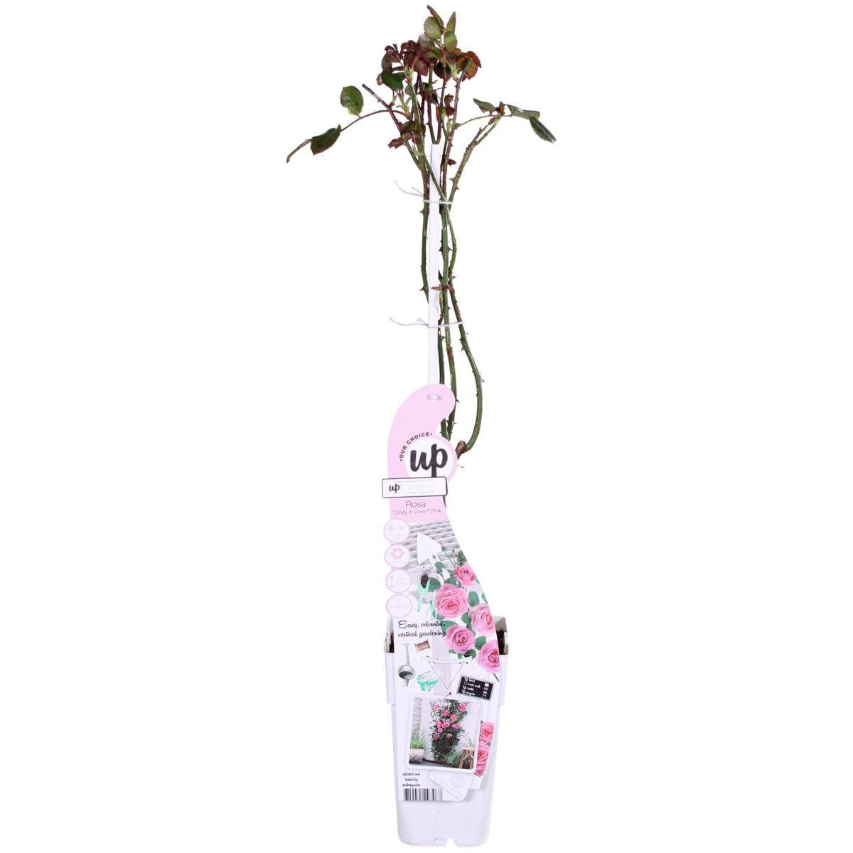 Klimroos Rosa Crazy in love Pink Ø15cm 65cm