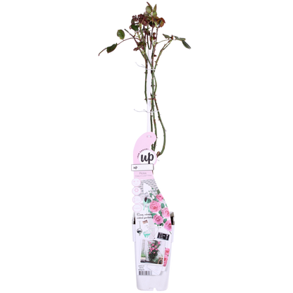 Klimroos Rosa Crazy in love Pink Ø15cm 65cm