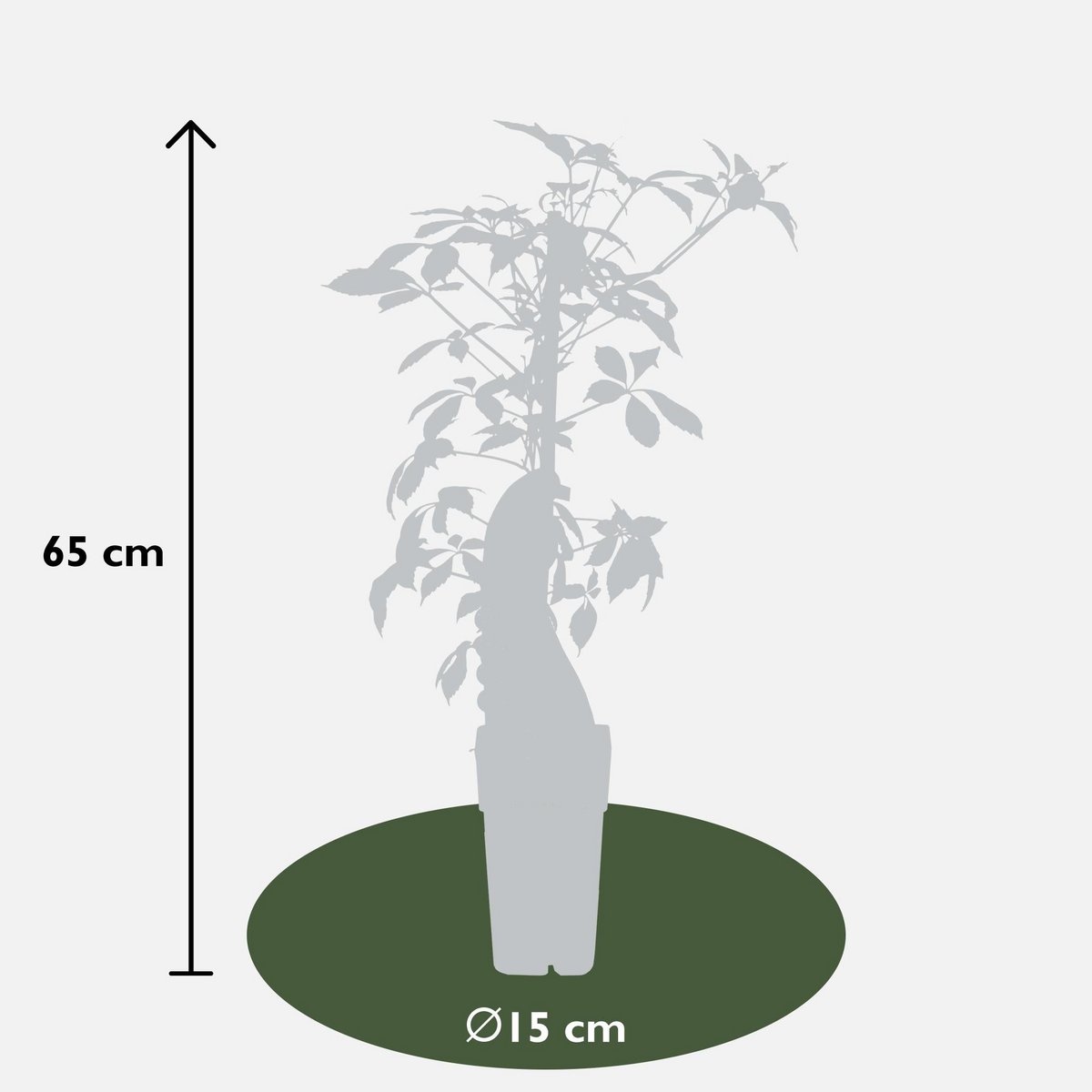 Klimplant Parthenocissus henryana Ø15x65 cm