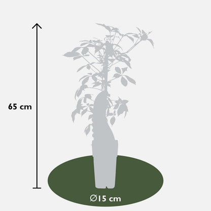 Klimplant Parthenocissus henryana Ø15x65 cm