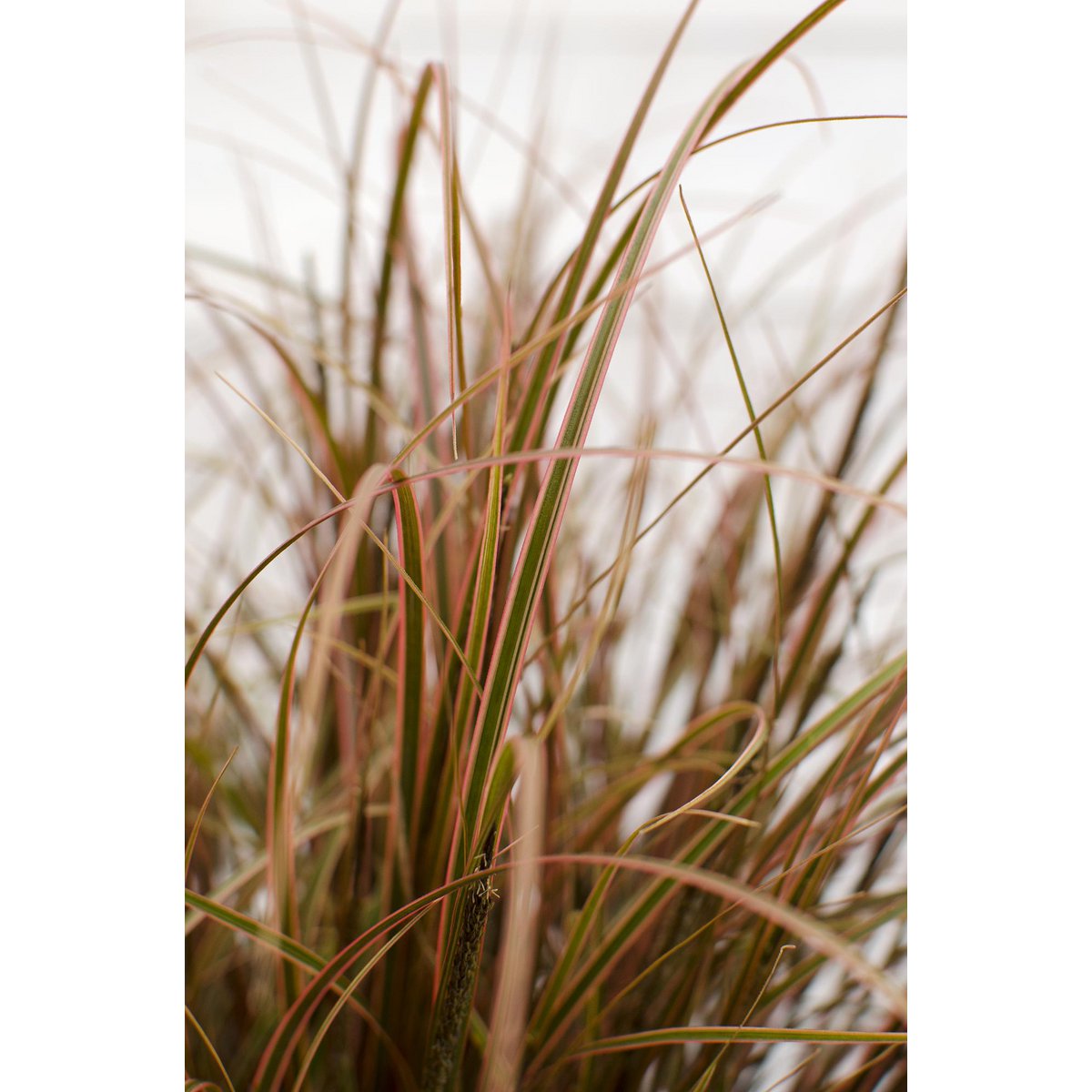 Unknown red Everflame - Ø19cm - ↕40cm - Ø14 - ↨30cm