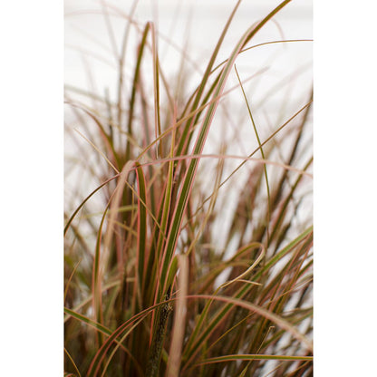 Unknown red Everflame - Ø19cm - ↕40cm - Ø14 - ↨30cm