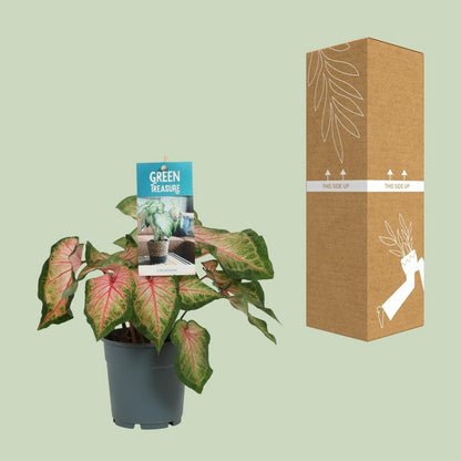 Caladium pink - Ø12cm - ↕25 cm
