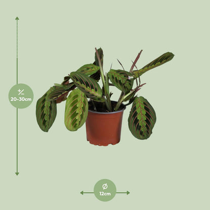 Kamerplant Maranta Leuconeura Fascinator Ø12cm