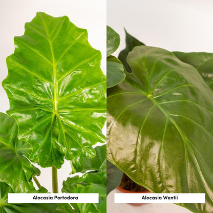 Alocasia Wentii En Portodora Met Selin Mand Set Kwekerijset