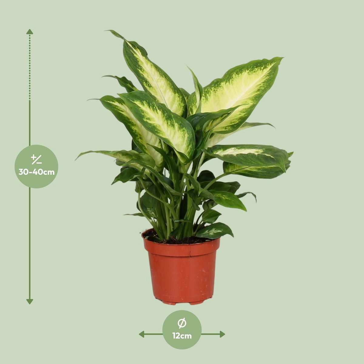 Kamerplant Dieffenbachia Camilla Ø12cm 35cm