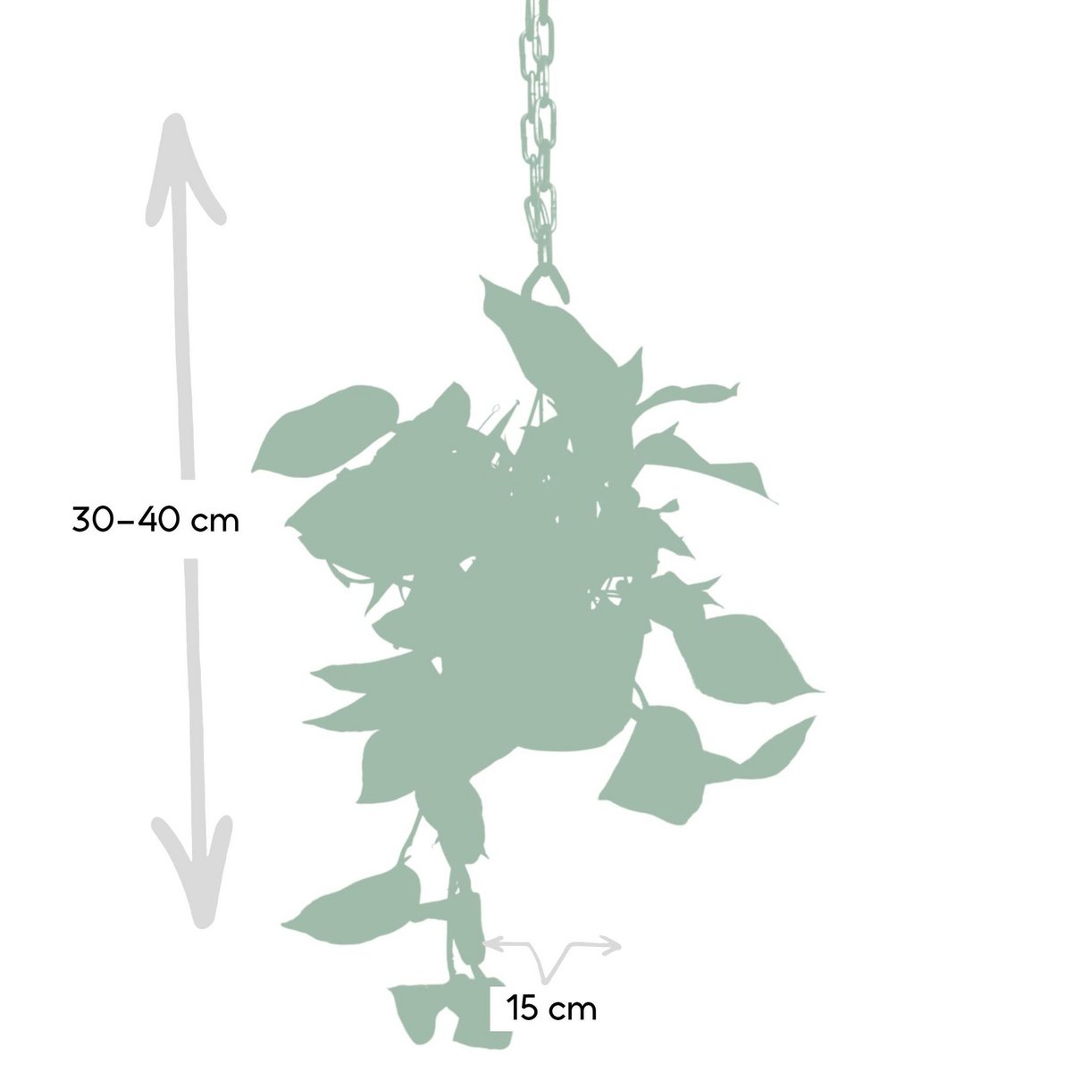 Kamerplant Epipremnum Marble Queen Ø15cm
