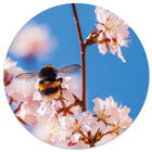 Muurcirkel hommel Dibond of Forex