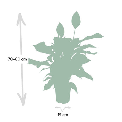 Lepelplant Spathiphyllum ø19cm ↕80cm