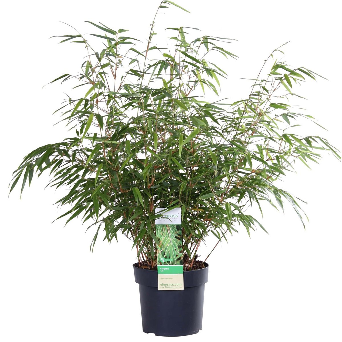 Niet woekerende bamboe Fargesia rufa Ø29cm ↕80cm