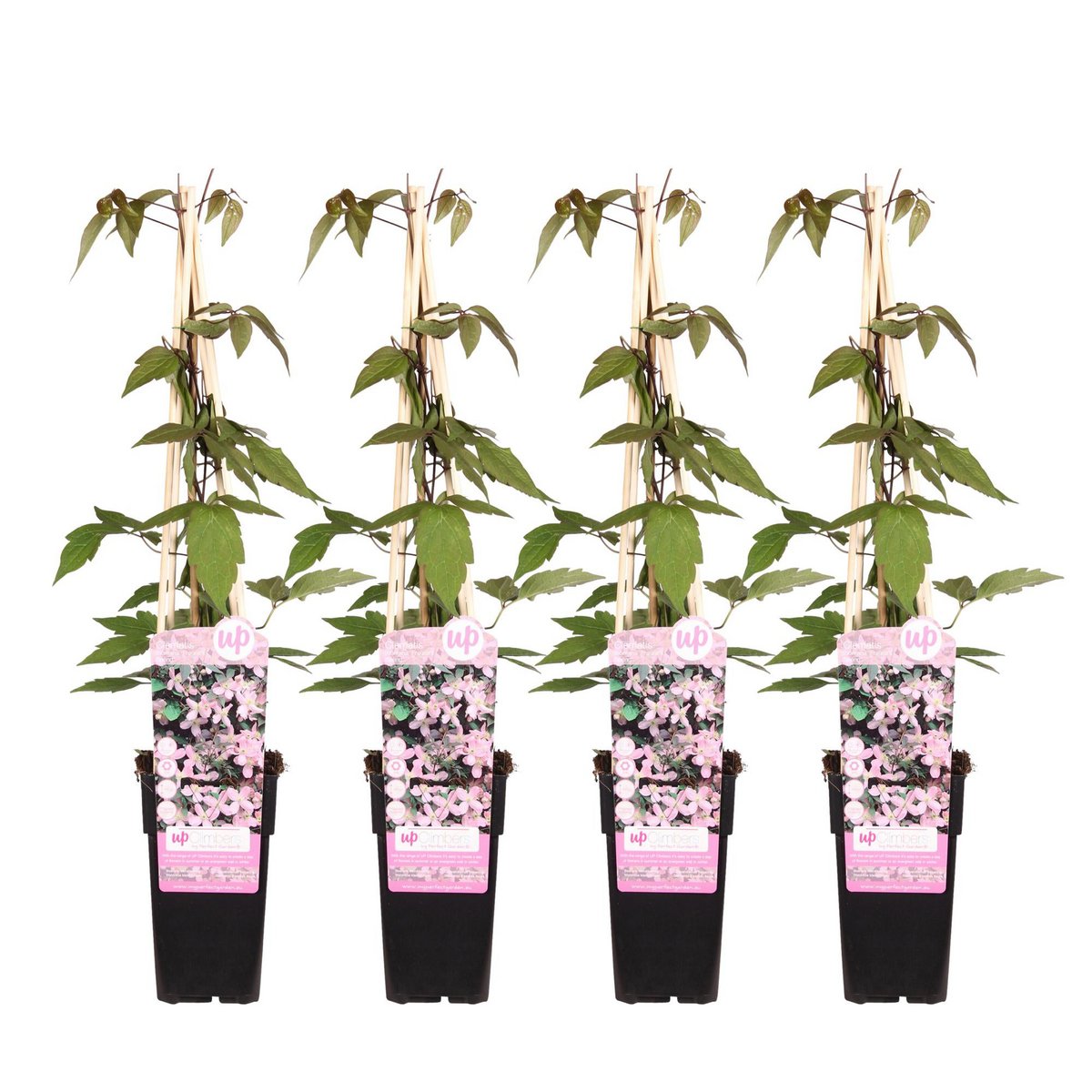 Clematis Montana 'geurige veer' set van 4 stuks 65cm 15cm pot