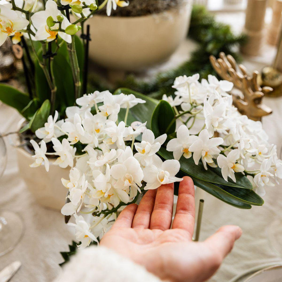 Witte orchidee 'Nazaré' pot Ø9cm