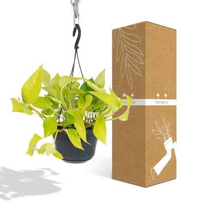 Kamerplant Epipremnum Golden Pothos Ø15cm