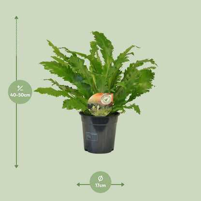 Asplenium campio - Ø17cm - ↕50 cm