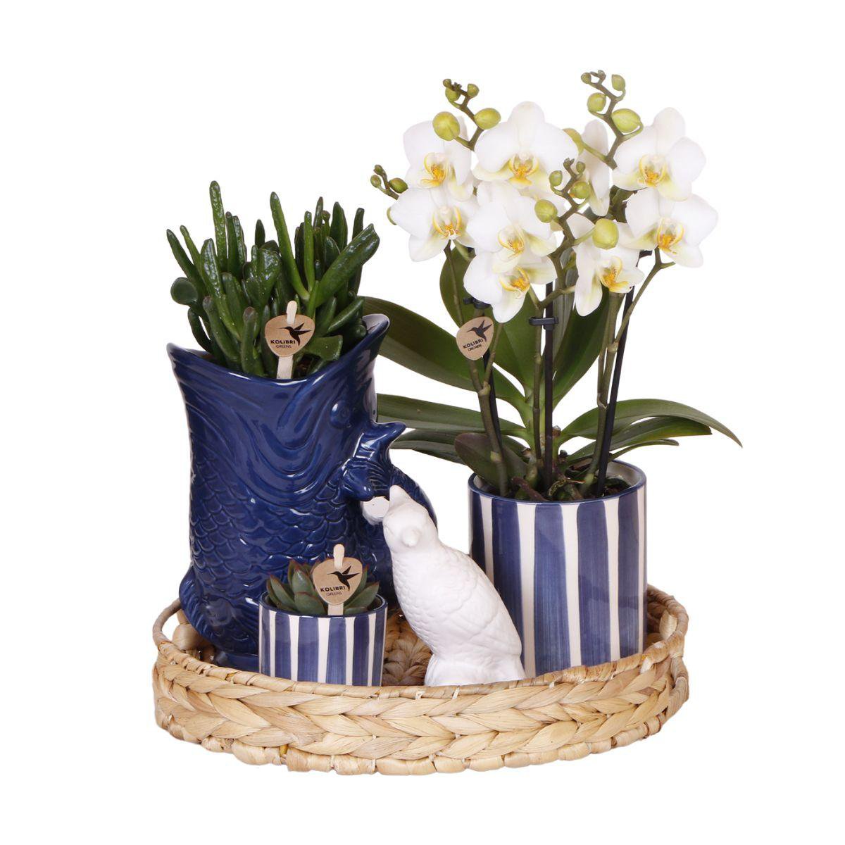 Plantenset met witte Phalaenopsis, succulenten en blauwe keramieken potten