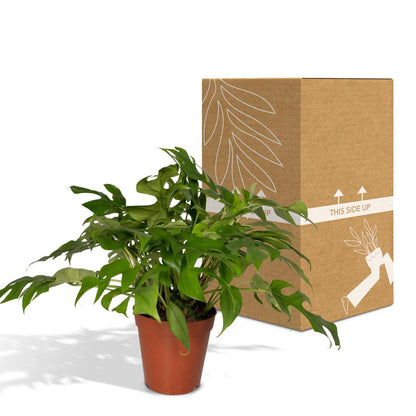 Monstera Minima plant Ø15cm 25cm