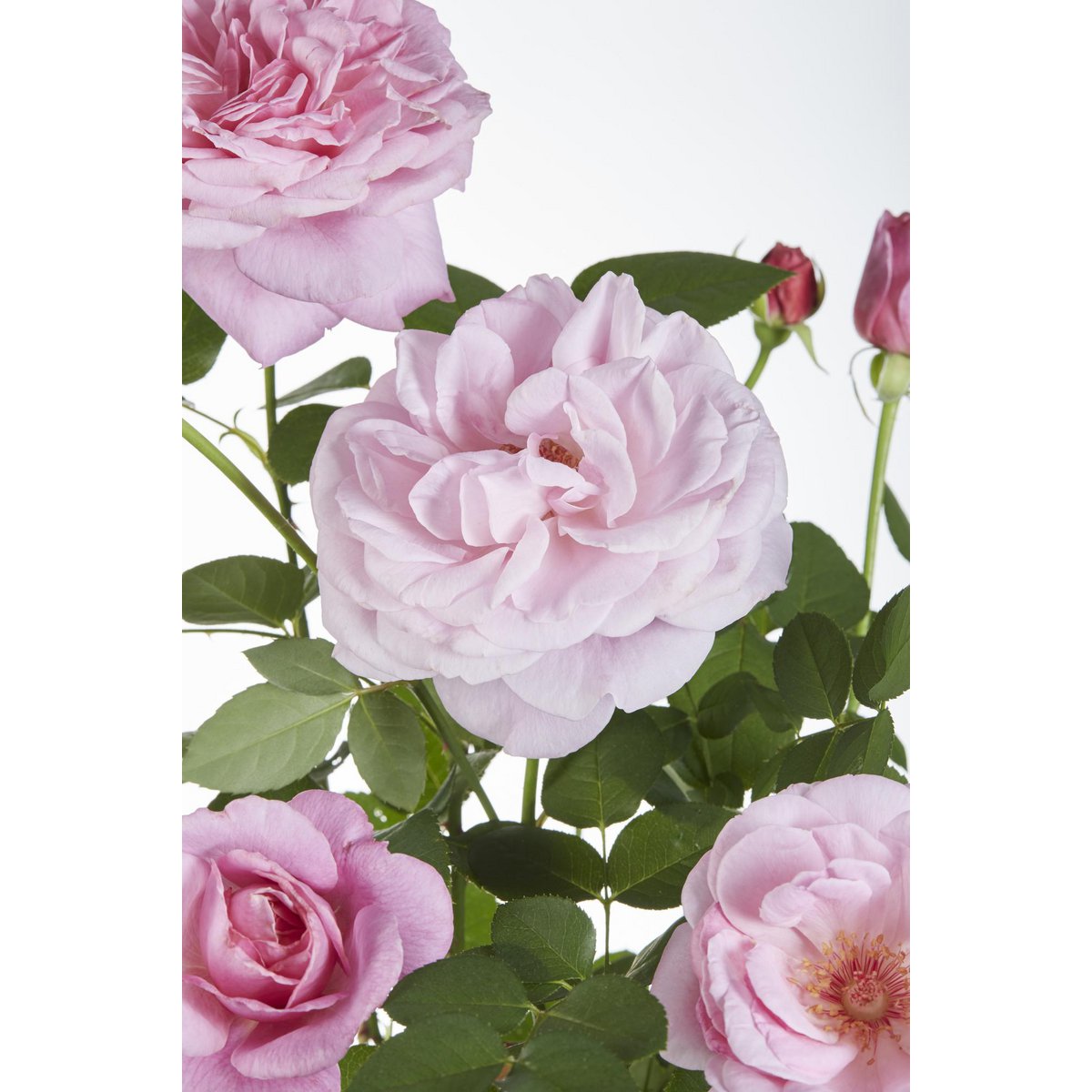 Klimroos Rosa Crazy in love 'Pink' 3 stuks 65cm Ø15